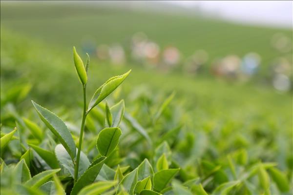 농산물과 과일, 선라성의 주력 수출품으로 자리매김