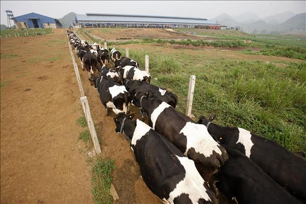 Tầm nhìn chiến lược của Nghị quyết 57 cho nông nghiệp Việt Nam: Sơn La đột phá trong phát triển nông nghiệp công nghệ cao