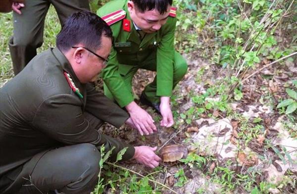 Nghe An: Endangered Indochinese box turtle released back into nature