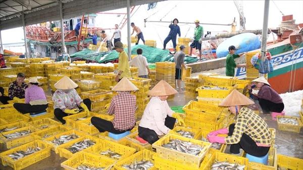 ドンタップ省 IUU漁業対策で引き続き良好な成果