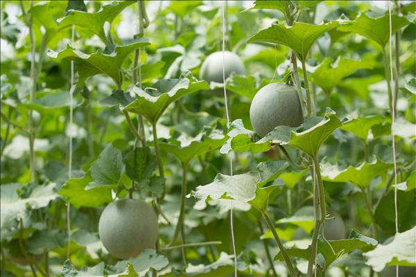 Xây dựng cơ sở dữ liệu: Nền tảng chuyển đổi số nông nghiệp và môi trường