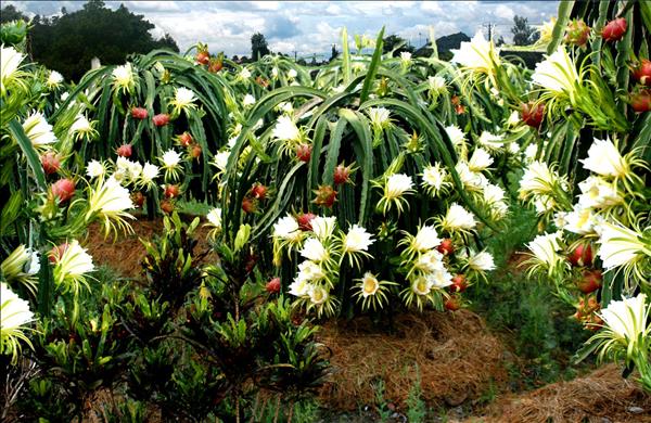 첨단 농업 수도 럼동성, 국제경쟁력 강화 박차