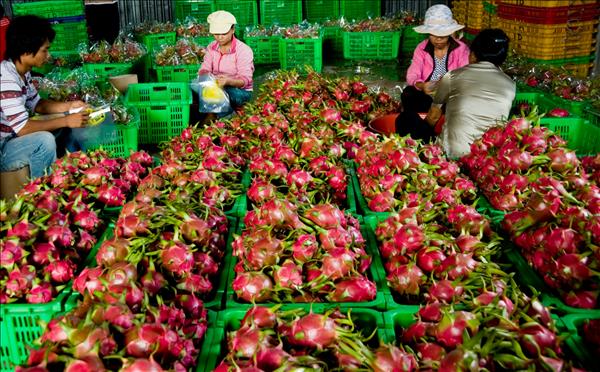 태국 및 중동 지역으로 베트남산 용과 수출 급증