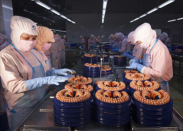 Tầm nhìn chiến lược của Nghị quyết 57 cho nông nghiệp Việt Nam: Chìa khóa vàng để đạt mục tiêu 65 tỷ USD xuất khẩu nông sản