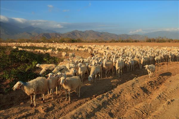 Việt Nam phát nông nghiệp công nghệ cao thích ứng với biến đổi khí hậu