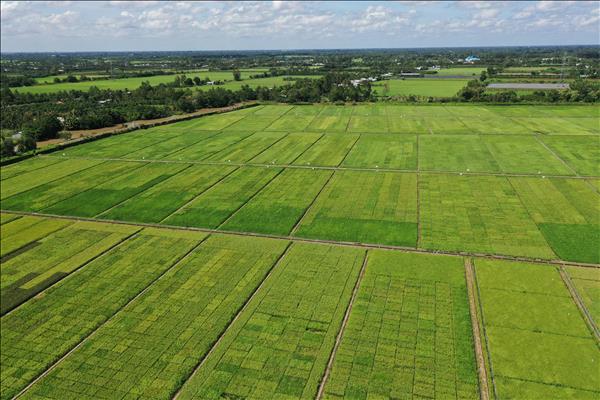 Việt Nam phát nông nghiệp công nghệ cao thích ứng với biến đổi khí hậu: Chuyển động ở Đồng bằng sông Cửu Long