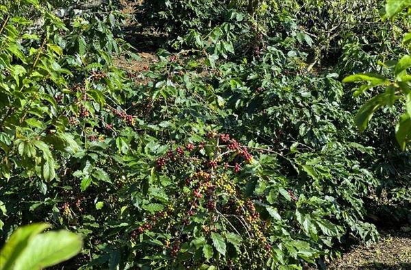 ກາເຟ Arabica ​ຊ່ວຍໃຫ້ເສດຖະກິດຂອງ ຈ່ຽງອານ ເຕີບ​ໂຕ