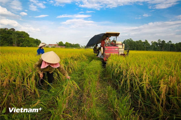 BAD et BIDV : 250 millions de dollars pour lagriculture verte vietnamienne