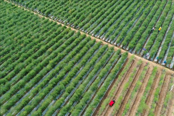 Việt Nam phát nông nghiệp công nghệ cao thích ứng với biến đổi khí hậu: Công nghệ phục hồi nông nghiệp sau thiên tai, lũ lụt