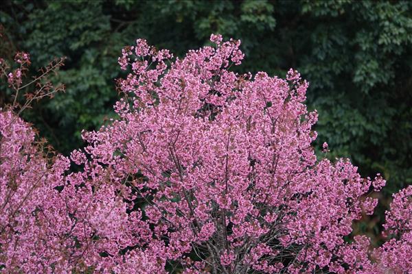 木江界山区冬樱花璀璨绽放