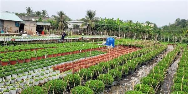 ລະ​ດູ​ດອກ​ໄມ້​ຍາມ​ບຸນ​ເຕັດ​ຂອງ​ຊາວ​ກະ​ສິ​ກອນ​ໝູ່​ບ້ານດອກ​ໄມ້ ໝີ້​ຟອງ