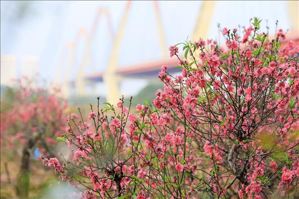 Cезон праздника Тэт станет импульсом для развития международных туров