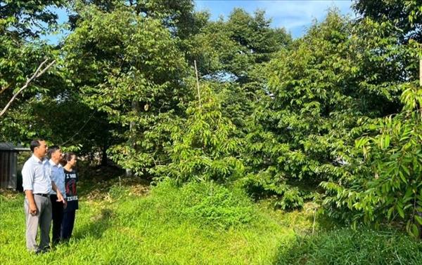 ຮວິ່ງແທັງເລິມ - ຊາວກະສິກອນ ດ້ວຍຄວາມຄາດຫວັງຍົກລະດັບຄຸນນະພາບໝາກຖົ່ວລຽນ ເຍິນອ໊າຍ