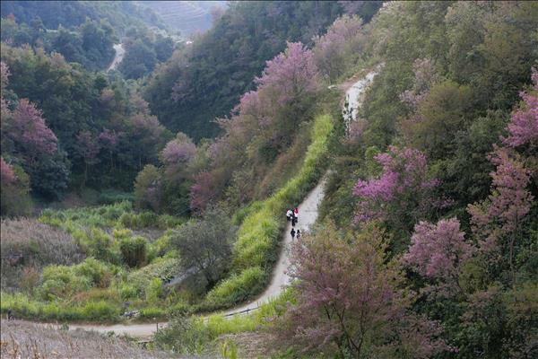 무깡짜이, 베트남 서북부 지역 대표 관광지로 도약