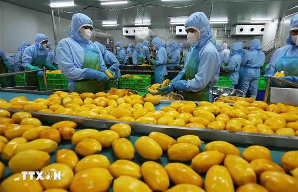 Exportaciones vietnamitas de frutas y hortalizas apuntan a los 10 mil millones de dólares en 2026