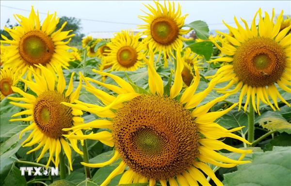 꽝응아이성 황금빛 해바라기 들판 개방… 관광객의 발길을 끌어
