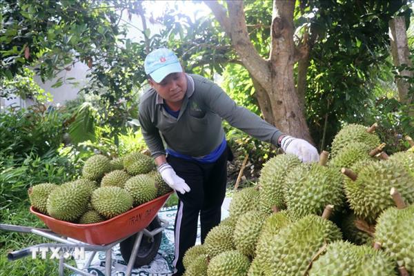 La filière du durian face aux exigences de durabilité