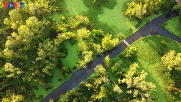 안장성 짜스 멜라루카 숲 탐방