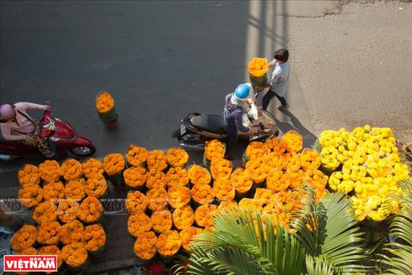 미퐁 화훼마을 농민들, 설꽃 농사로 분주