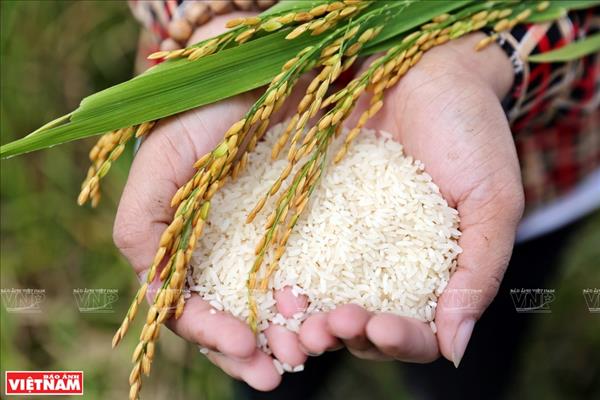 원자재 생산지 조성사업, 농업활로 개척...가시적 성과