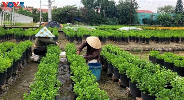 Floricultores de My Phong entran a la temporada alta del Tet