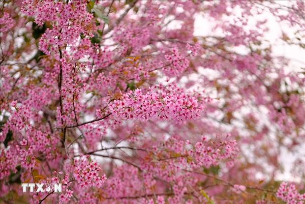 Lễ hội hoa mai anh đào Đà Lạt: Điểm đến mùa Xuân trên cao nguyên