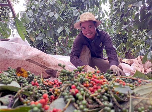 2025年越南胡椒出口创下新纪录