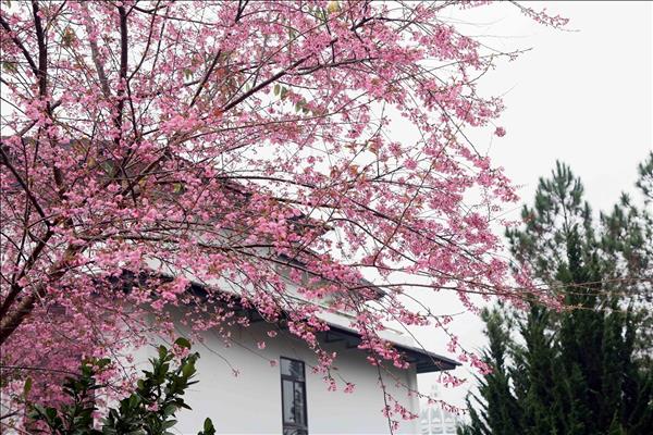 ムオンファン桜祭り２０２６