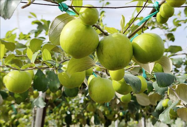 Nghị quyết 57: Đòn bẩy để Khánh Hòa phát triển thần tốc, bền vững