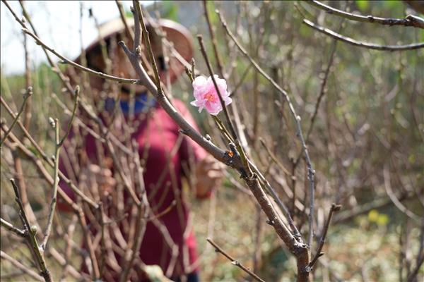 Thủ phủ đào phai xứ Thanh thay áo mới trước thềm năm mới