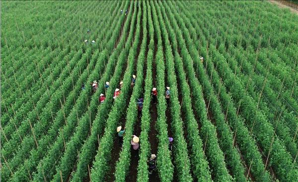Le Vietnam et lASEAN simposent comme des marchés dexportation majeurs pour la République de Corée