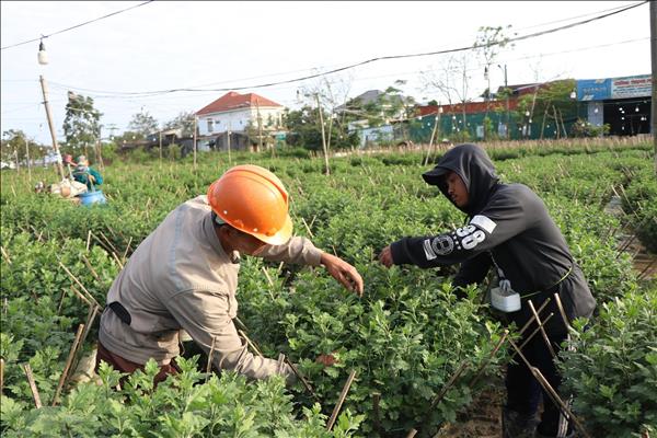 Huế triển khai số hóa hàng nghìn cây xanh đô thị