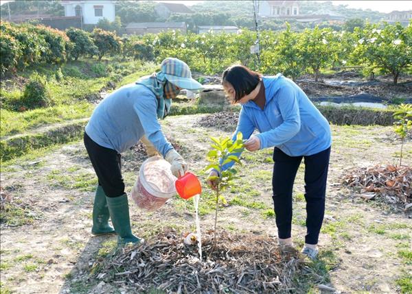 Xanh lại những vườn cây, chuẩn bị đón Tết đủ đầy