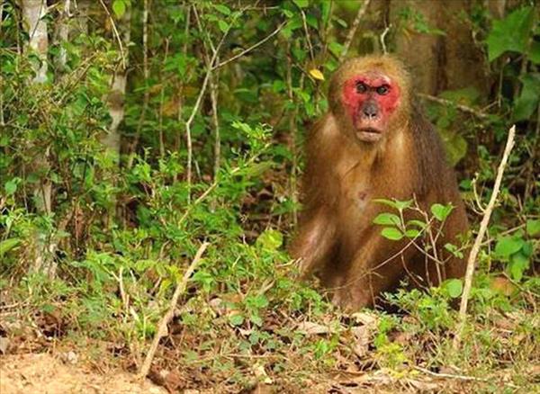Parque Nacional Ben En impulsa conservación y medios de vida verdes