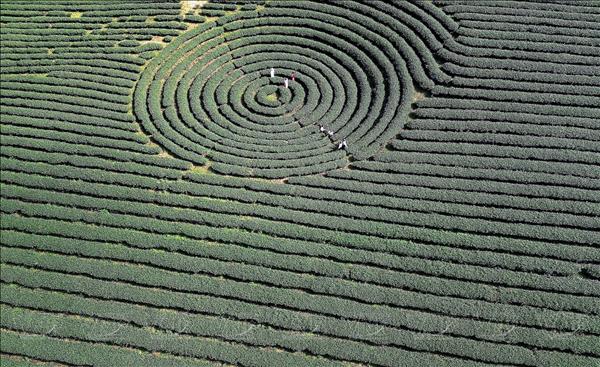 Vẻ đẹp thơ mộng trên những nương chè xanh mướt ở Sơn La