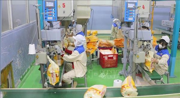 2025年越南大米出口量突破800万吨 创汇超41亿美元