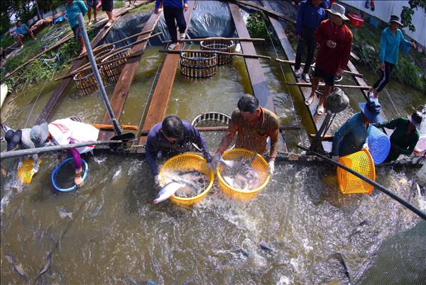 VASEP prévoit des exportations de pangasius atteignant 2,3 milliards de dollars cette année
