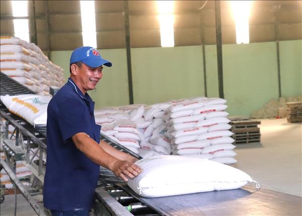 Vietnam exports over 8 million tonnes of rice, earning 4.1 billion USD in 2025