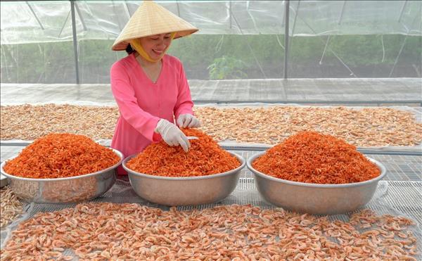 Изготовлению сушеных креветок в Камау во время праздника Тет