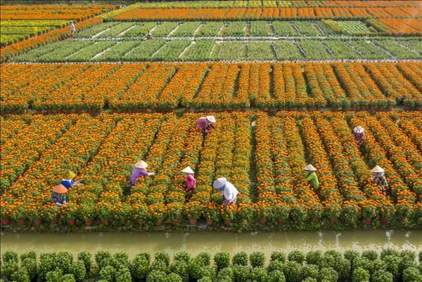 Nhộn nhịp mùa hoa Tết đất phương Nam