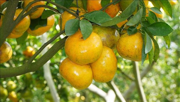 Quýt hồng lên chậu sẵn sàng phục vụ thị trường Tết