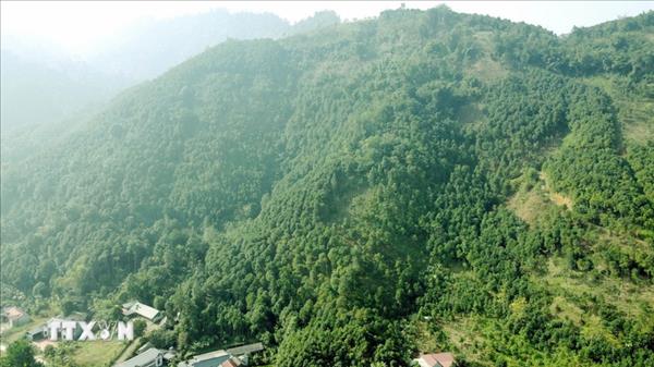 Vàng xanh mở lối làm giàu trên vùng đất dốc ở tỉnh Phú Thọ