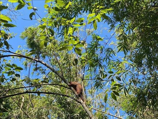 Eight rare animals released into the wild in Dong Nai province
