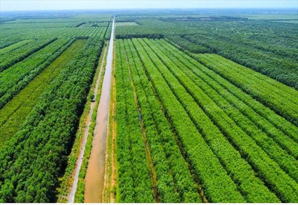 ウーミン・ハー地区のマングローブ林の探検