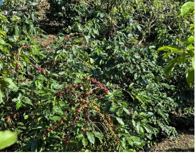 アラビカ種コーヒー チェンアンの地元経済をよみがえらせる