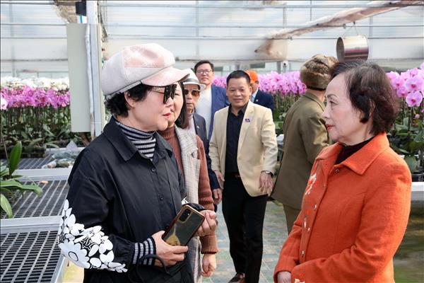 Bông lan vàng của làng Phù Vân