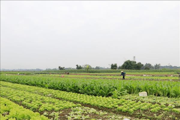 라오까이성 소수민족 주민들, 제14차 당 대회 향한 높은 기대와 신뢰