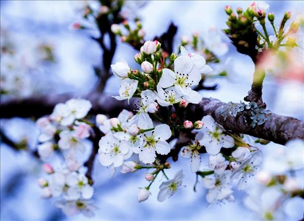 Lễ hội hoa lê Hồng Thái - điểm hẹn mùa Xuân vùng cao Tuyên Quang