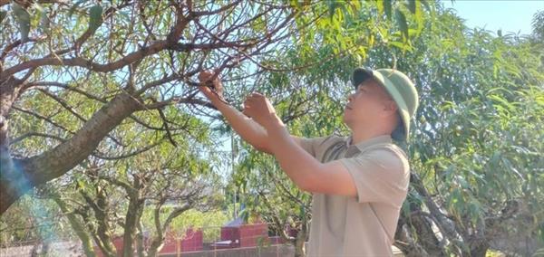 ຟື້ນ​ຟູ​ລະ​ດູດອ​ກໄມ້ຍາມ​​ບຸນ​ເຕັດ ​ຢູ່​ເຂດ​ປູກ​ຕົ້ນຄາຍ ກາມ​ຢາ, ແຂວງ ໄທ​ງວຽນ