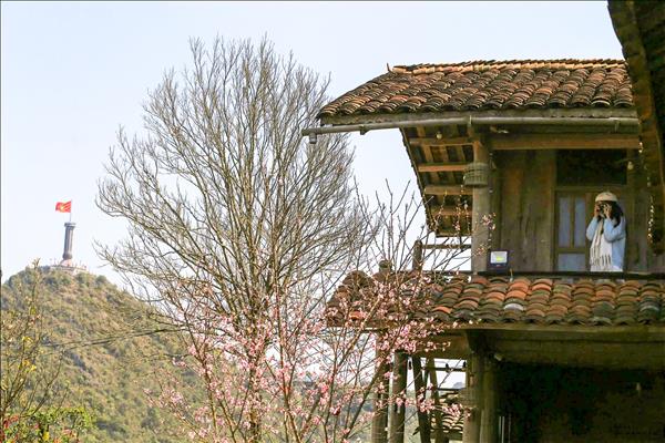 Quand les villages de montagne resplendissent de fleurs de pêchers roses